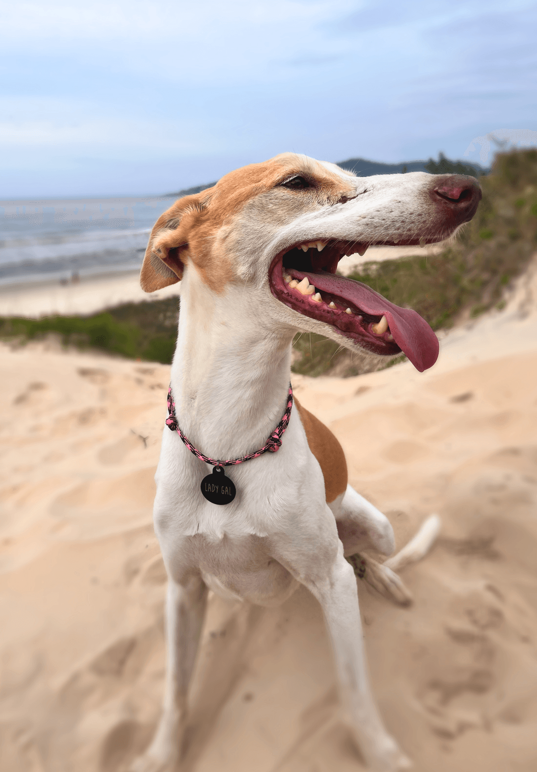 Cachorro feliz usando coleira da Linha Leve