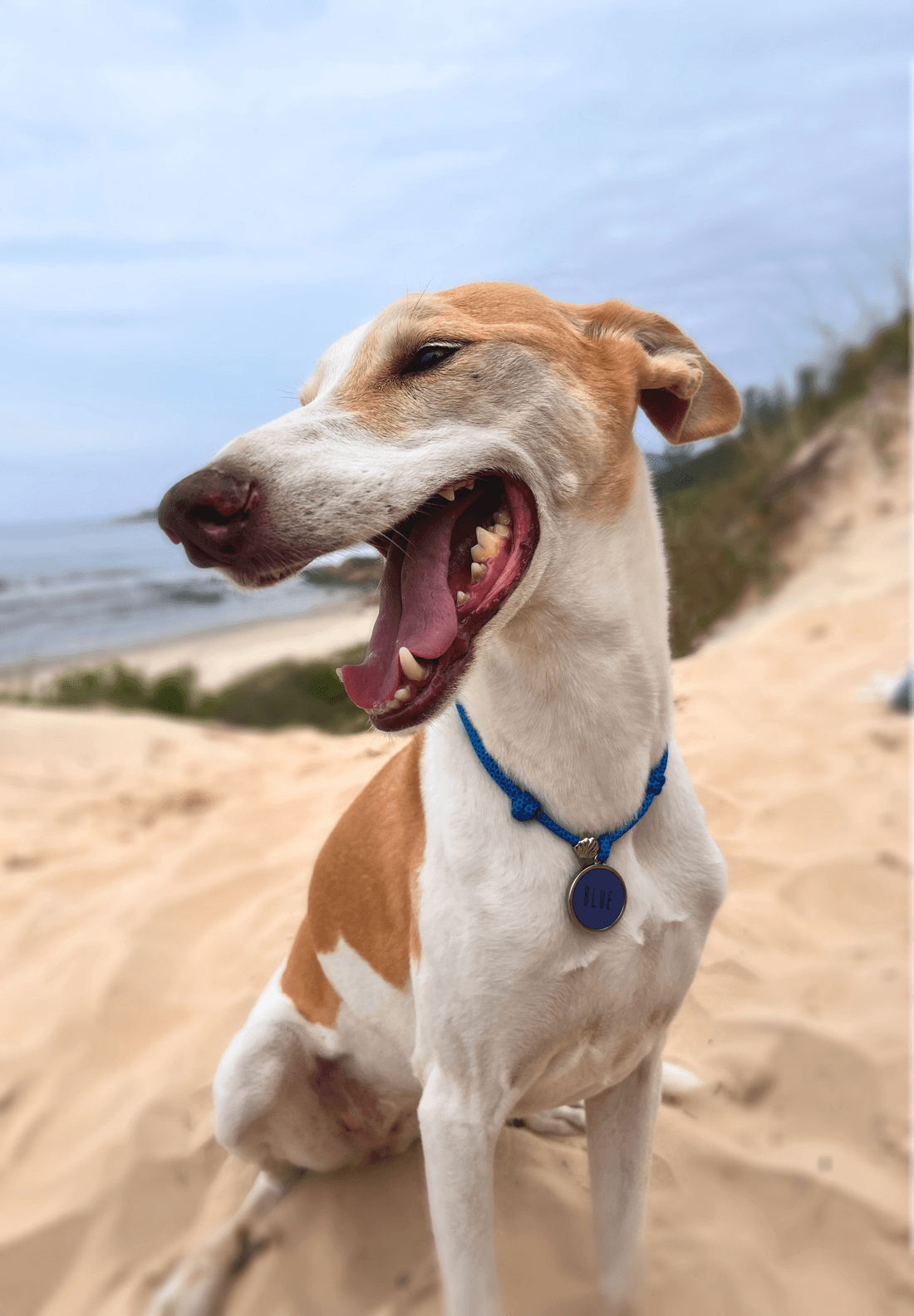 Cachorro feliz usando coleira da Linha Nobre