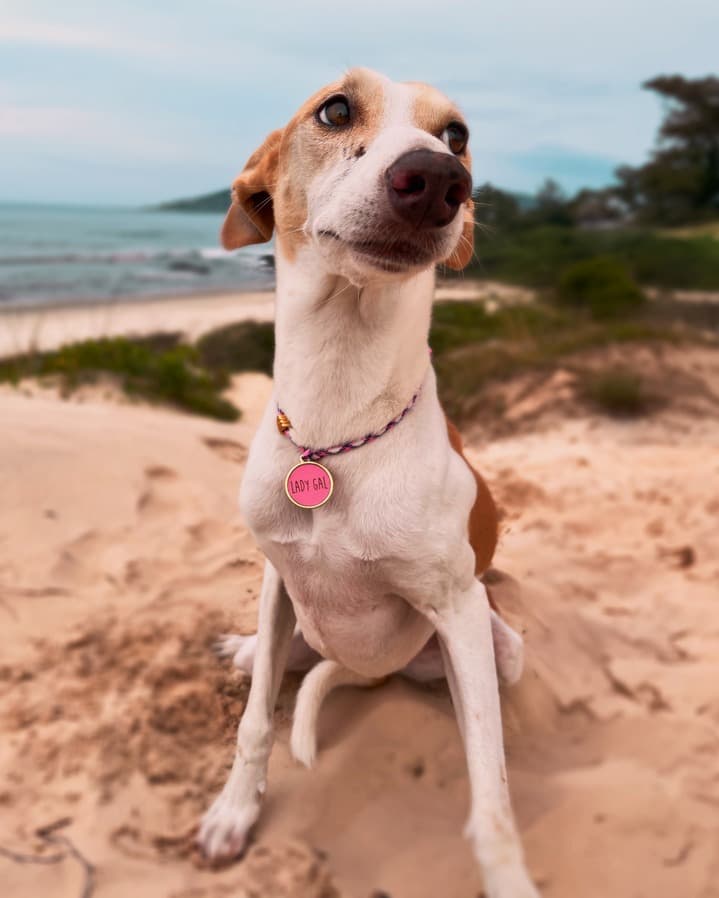 Lady Gal - Galgo Laranja